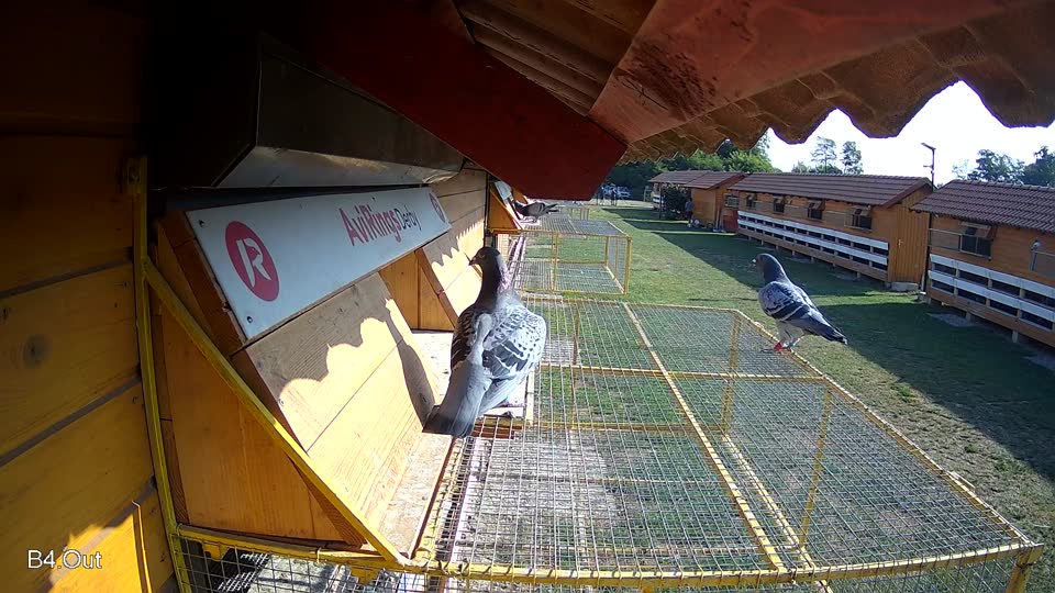 Pigeon Arrival Image For Race Race 1