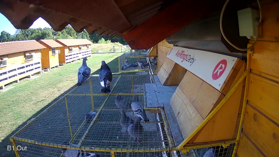 Pigeon Arrival Image For Race Race 3