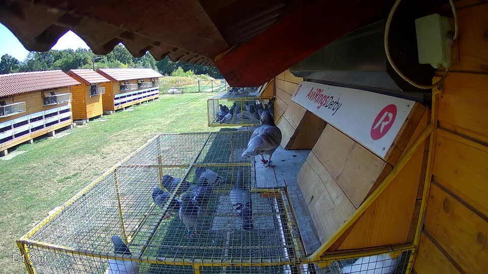 Pigeon Arrival Image For Race Race 2