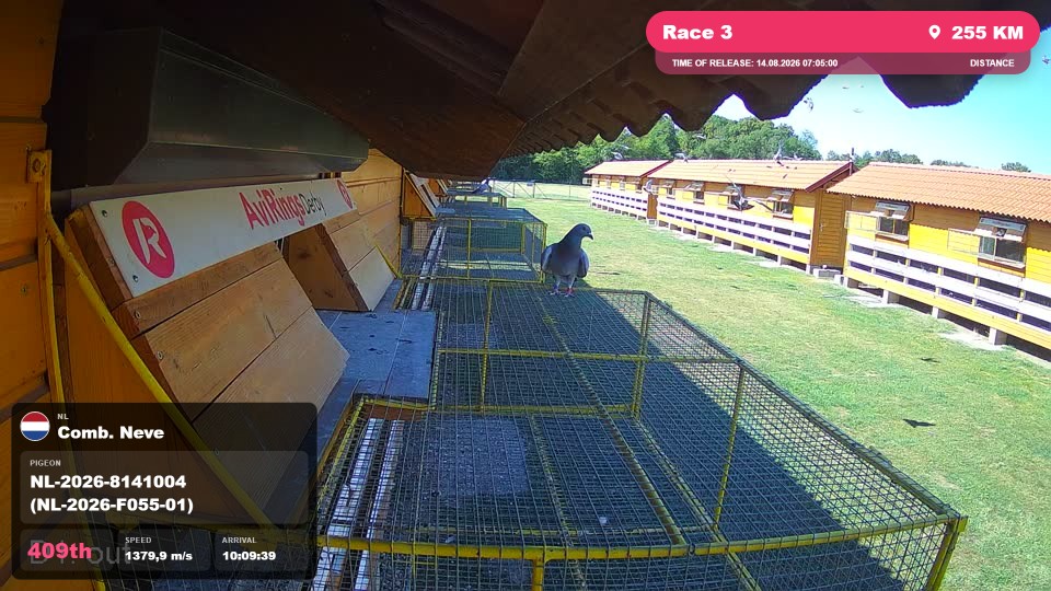 Pigeon Arrival Image For Race Race 3