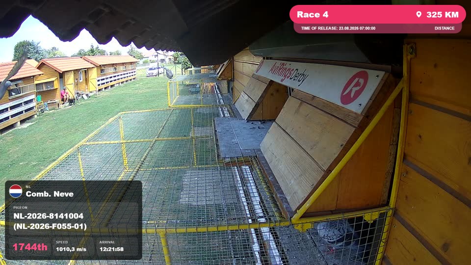 Pigeon Arrival Image For Race Race 4