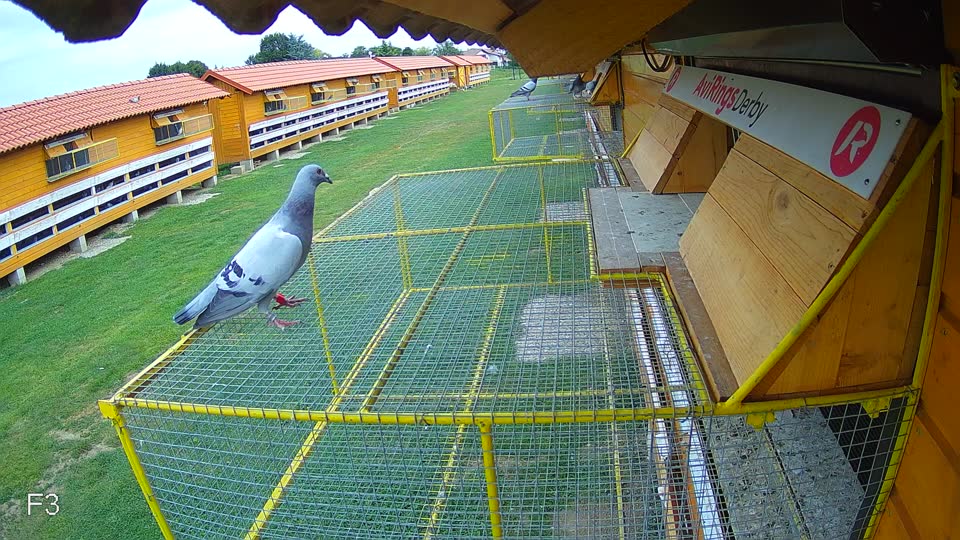 Pigeon Arrival Image For Race Race 3
