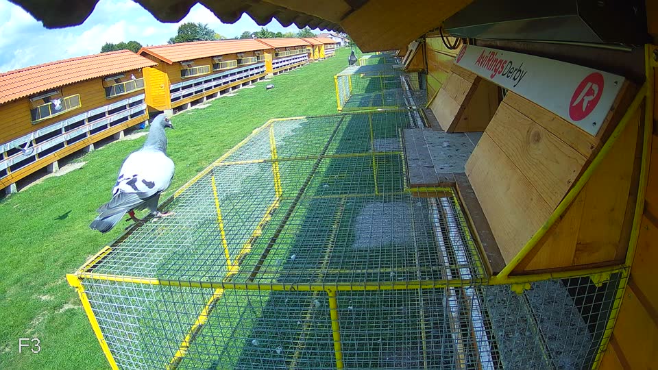 Pigeon Arrival Image For Race Race 6