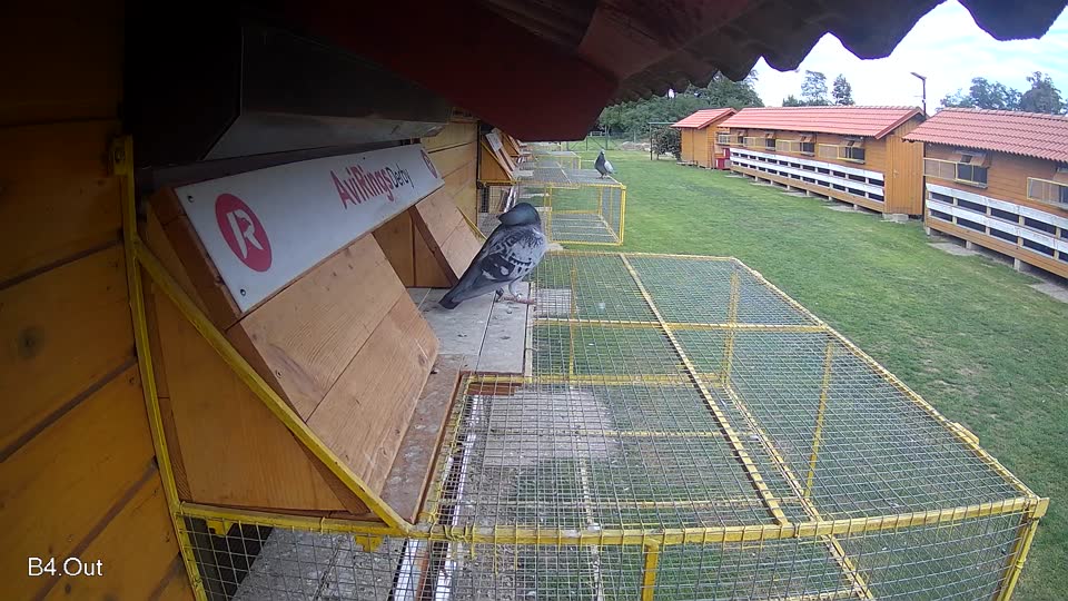 Pigeon Arrival Image For Race Final race 3