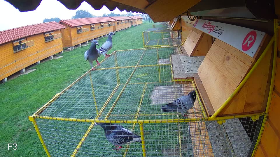 Pigeon Arrival Image For Race Final race 1
