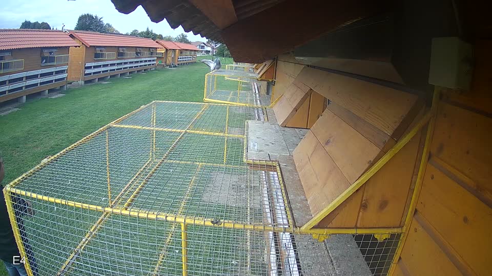 Pigeon Arrival Image For Race Final race 2