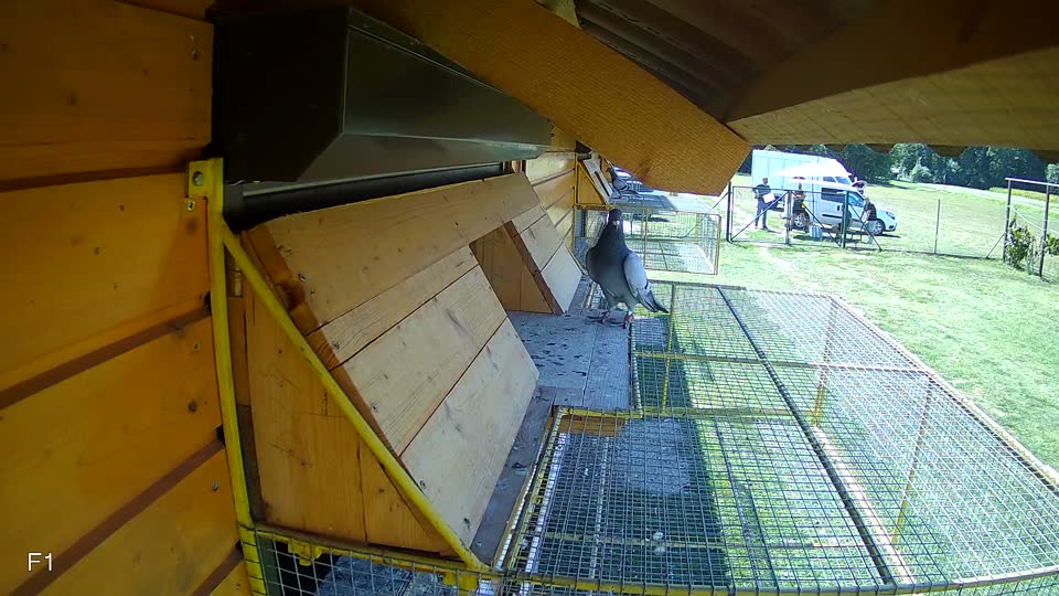 Pigeon Arrival Image For Race Race 5