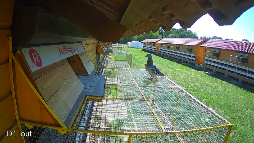 Pigeon Arrival Image For Race Final Race 1/3