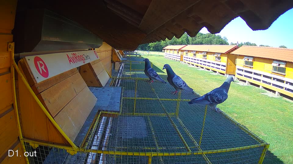 Pigeon Arrival Image For Race Race 2
