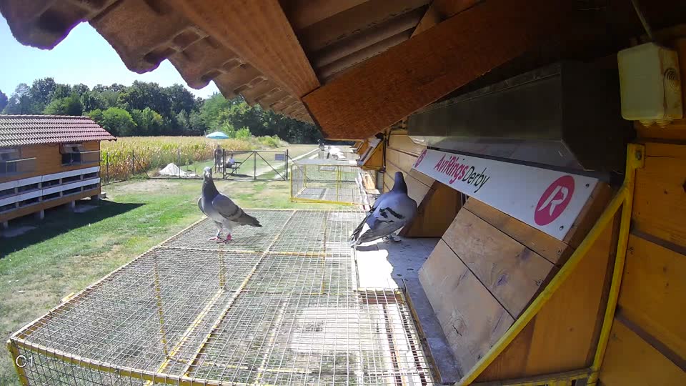 Pigeon Arrival Image For Race Race 3