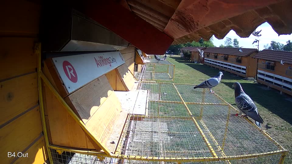 Pigeon Arrival Image For Race Race 2
