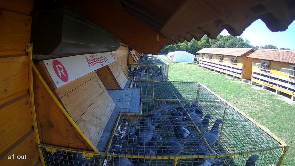 Pigeon Arrival Image For Race Final Race 1/3
