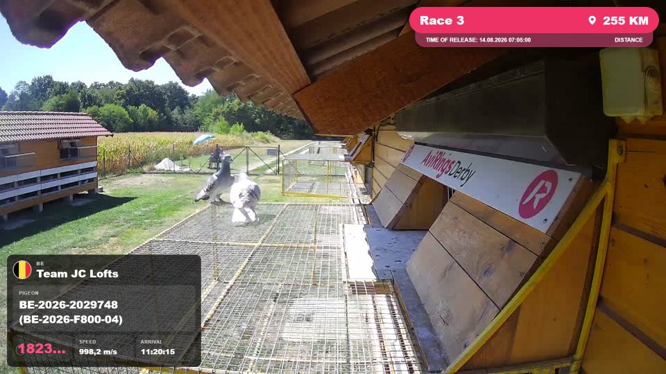 Pigeon Arrival Image For Race Race 3