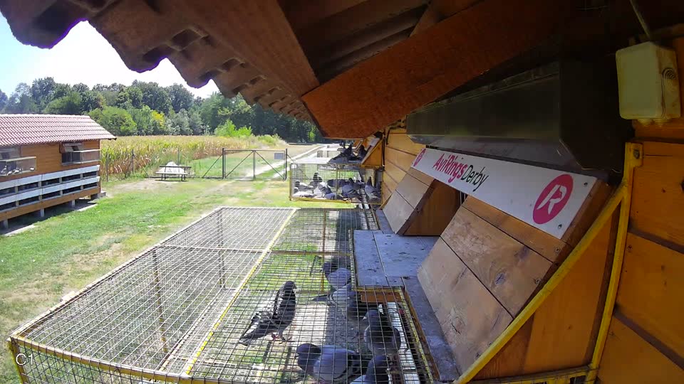 Pigeon Arrival Image For Race Race 2