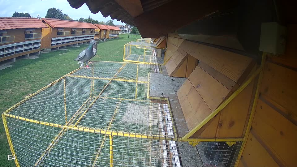 Pigeon Arrival Image For Race Race 6