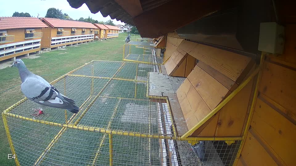 Pigeon Arrival Image For Race Race 3