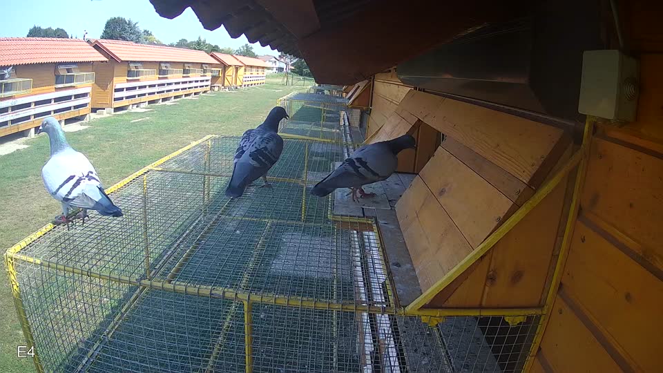 Pigeon Arrival Image For Race Race 4