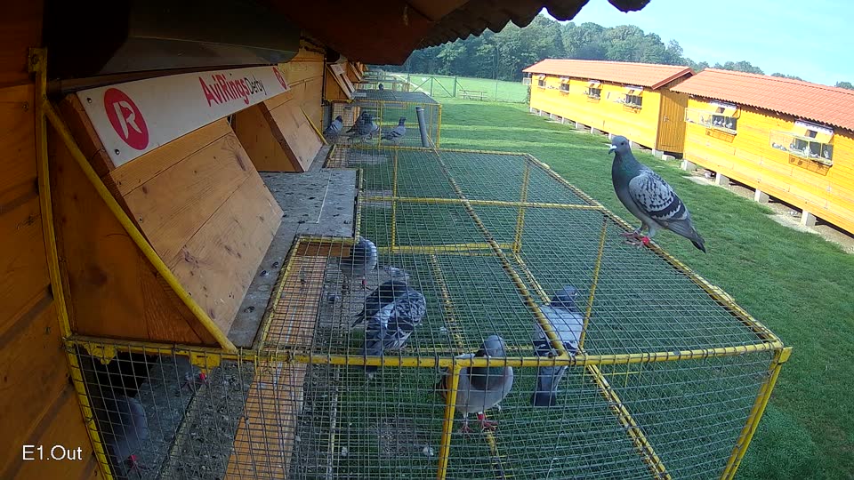 Pigeon Arrival Image For Race Final race 1