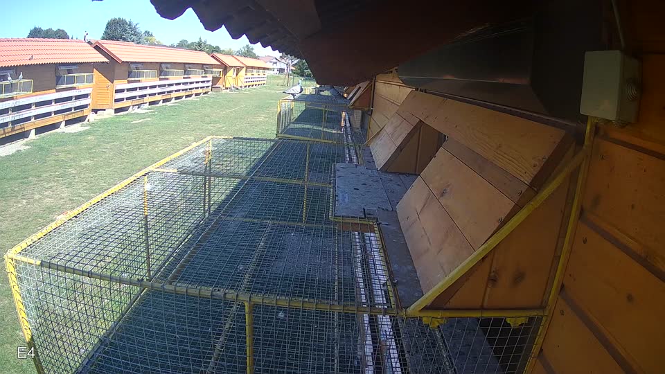 Pigeon Arrival Image For Race Race 5