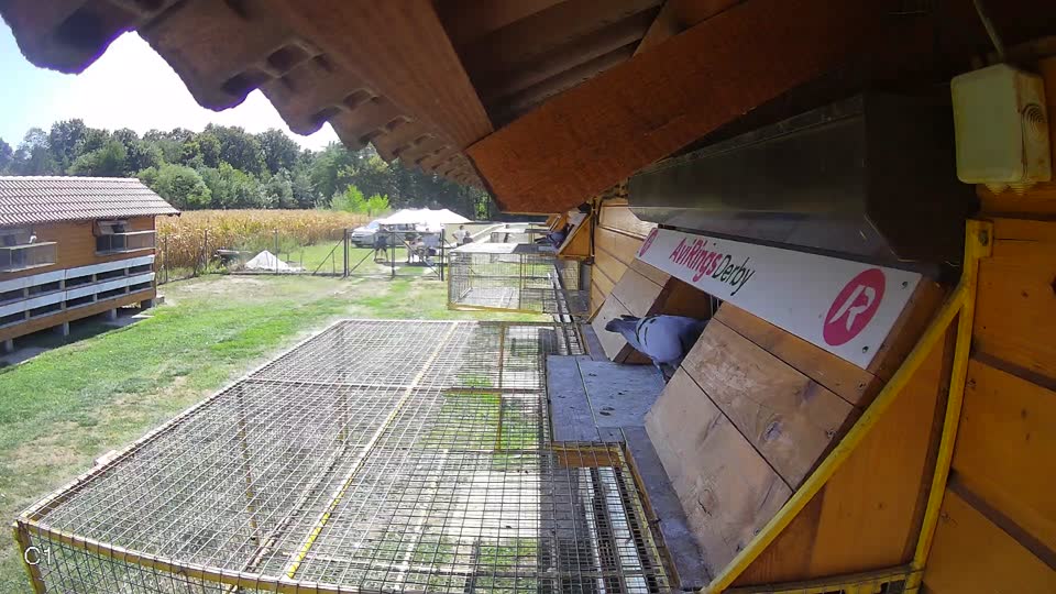 Pigeon Arrival Image For Race Race 5