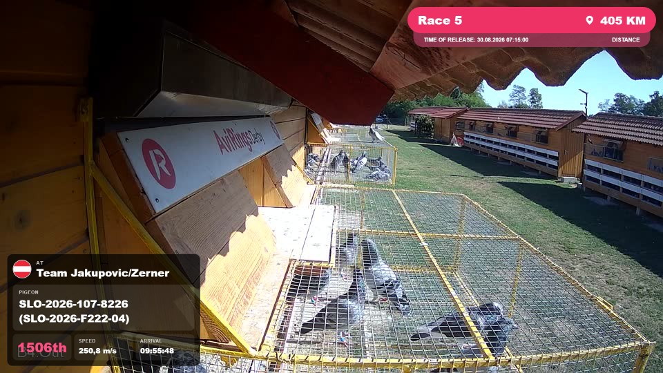 Pigeon Arrival Image For Race Race 5