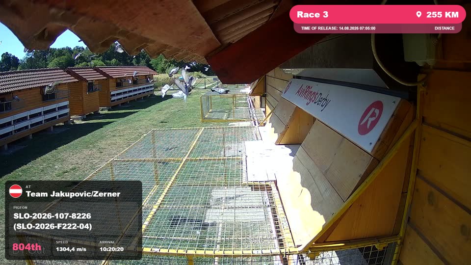 Pigeon Arrival Image For Race Race 3