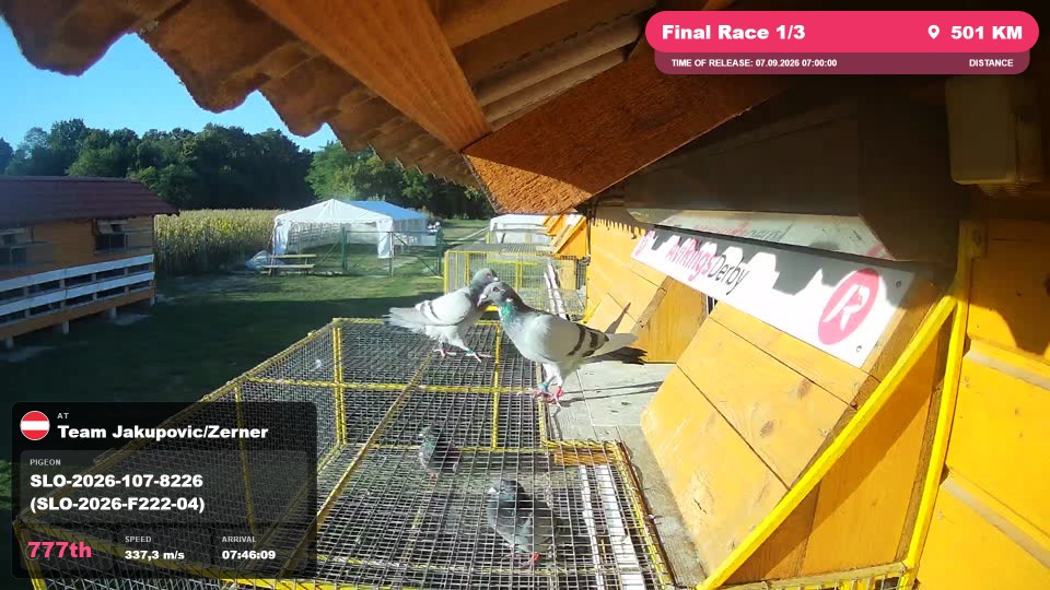 Pigeon Arrival Image For Race Final Race 1/3