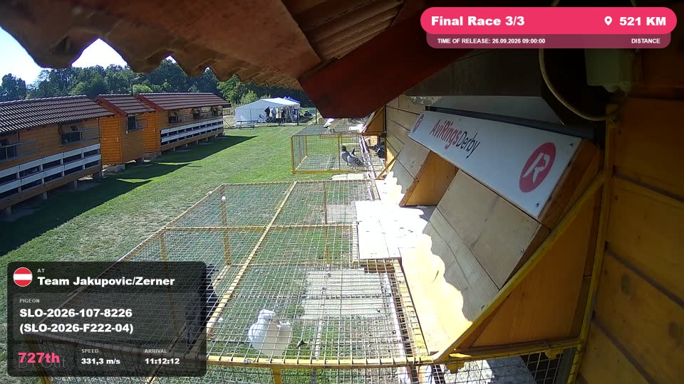 Pigeon Arrival Image For Race Final Race 3/3