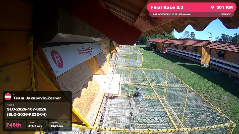 Pigeon Arrival Image For Race Final Race 2/3