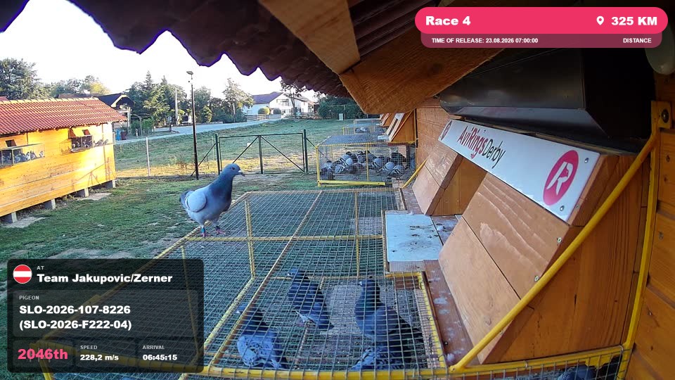 Pigeon Arrival Image For Race Race 4