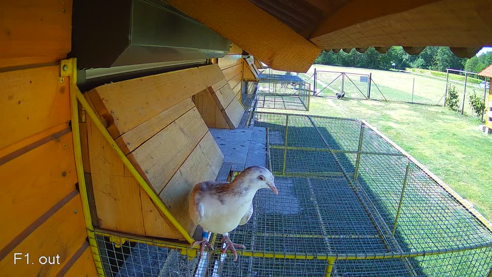 Pigeon Arrival Image For Race Race 3