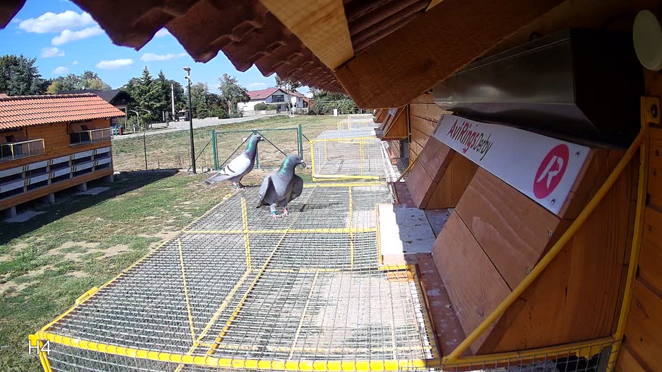 Pigeon Arrival Image For Race Race 5