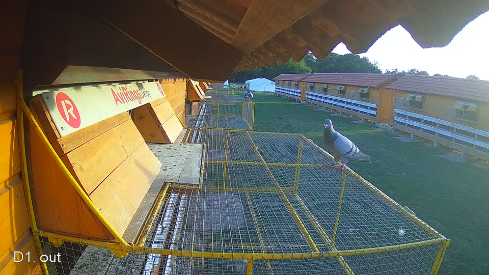 Pigeon Arrival Image For Race Final Race 1/3