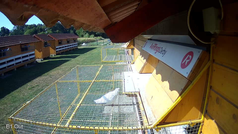 Pigeon Arrival Image For Race Race 2