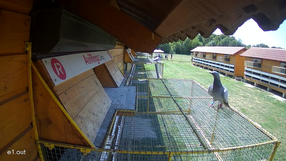Pigeon Arrival Image For Race Race 5