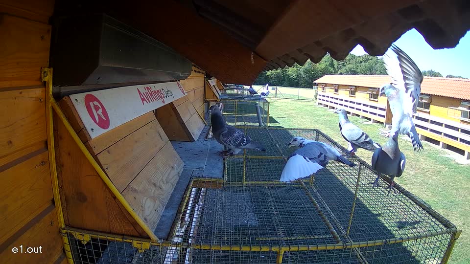 Pigeon Arrival Image For Race Race 3