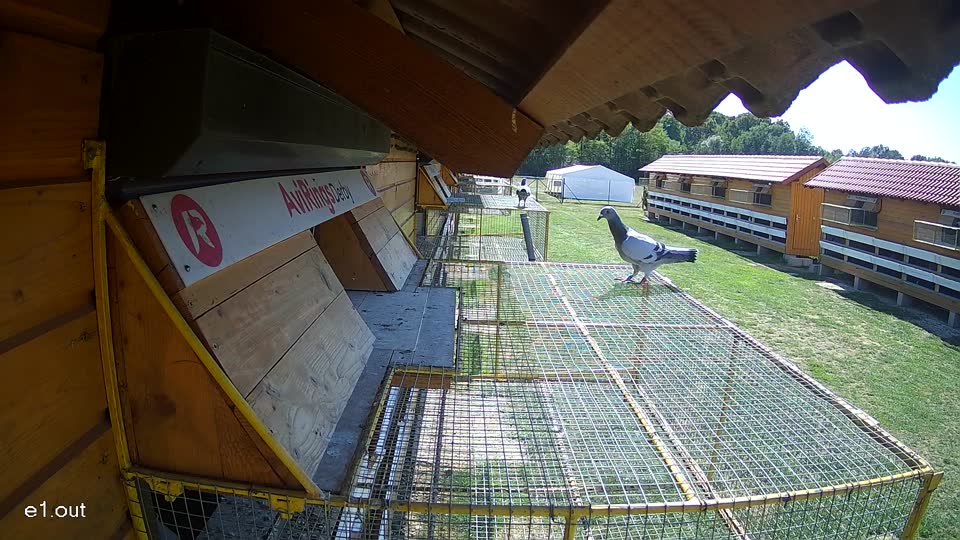 Pigeon Arrival Image For Race Final Race 1/3