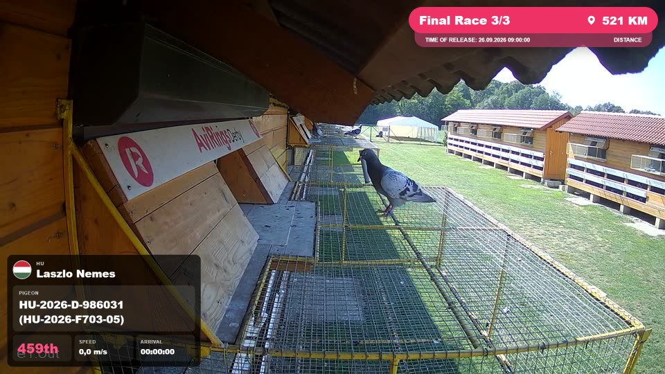 Pigeon Arrival Image For Race Final Race 3/3