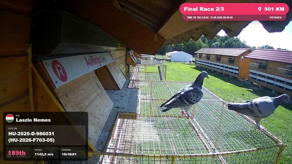 Pigeon Arrival Image For Race Final Race 2/3