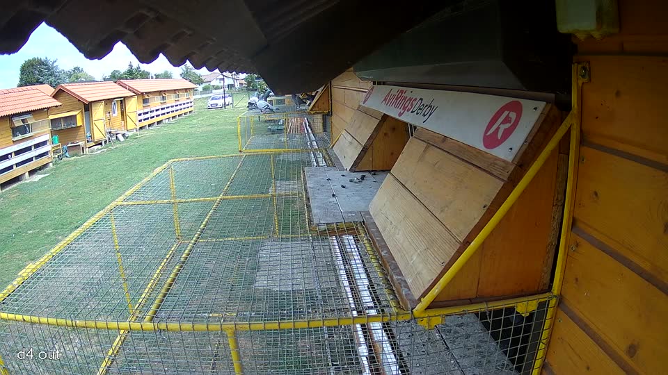 Pigeon Arrival Image For Race Race 4