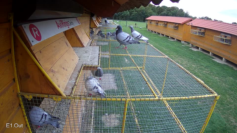 Pigeon Arrival Image For Race Race 6