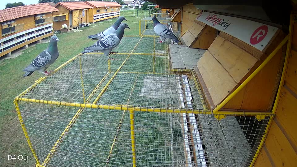 Pigeon Arrival Image For Race Race 3
