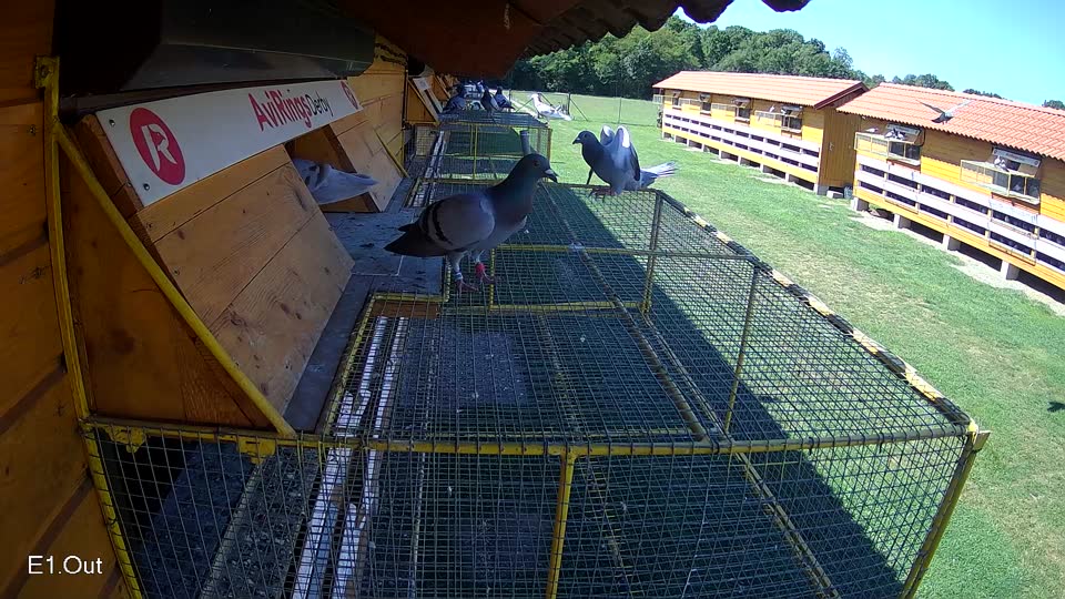Pigeon Arrival Image For Race Race 2