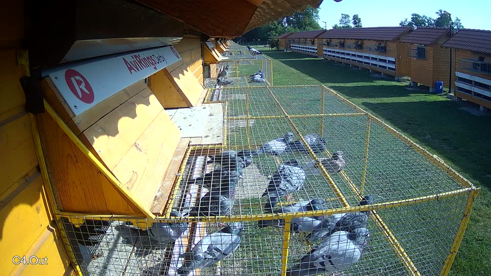 Pigeon Arrival Image For Race Race 5