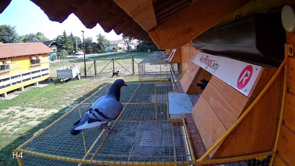 Pigeon Arrival Image For Race Race 1
