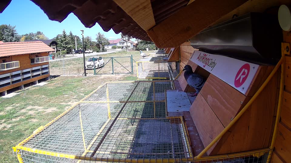 Pigeon Arrival Image For Race Race 5