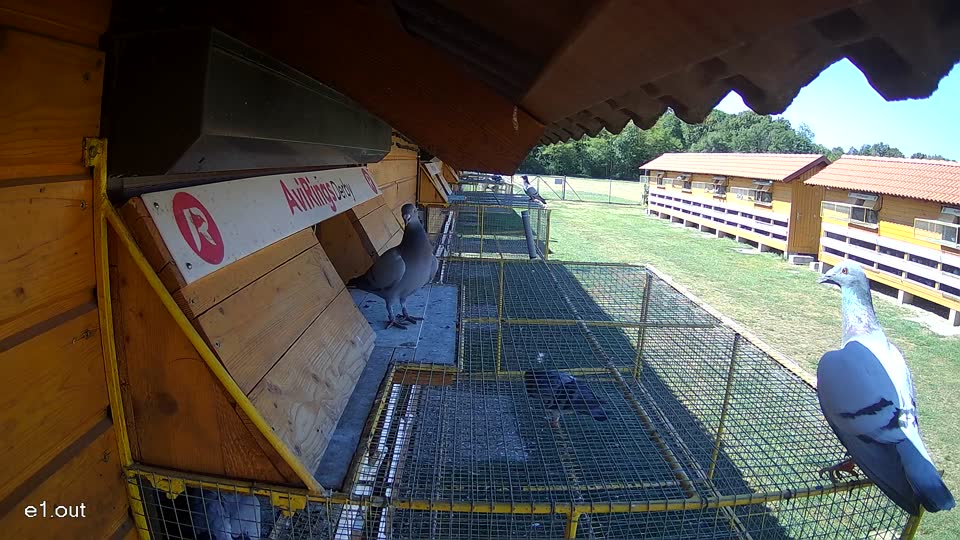 Pigeon Arrival Image For Race Race 3