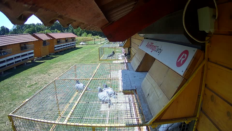 Pigeon Arrival Image For Race Race 2
