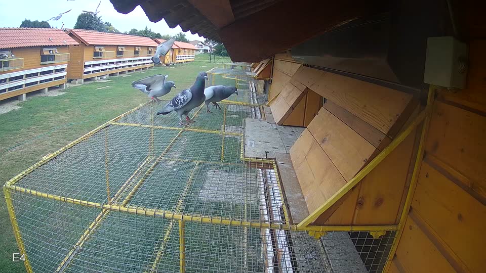 Pigeon Arrival Image For Race Race 3