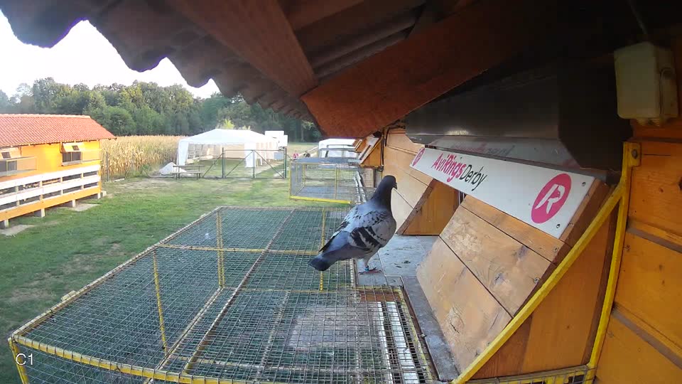 Pigeon Arrival Image For Race Final Race 1/3